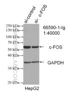 c-Fos Monoclonal antibody proteintech 66590-1-Ig