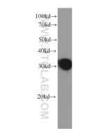 IL-27A p28 Monoclonal antibody proteintech 66164-1-Ig