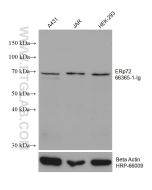 ERp72 Monoclonal antibody proteintech 66365-1-Ig