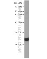 GMF Beta Monoclonal antibody proteintech 60062-1-Ig