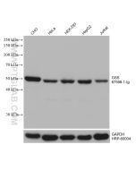 GSS Monoclonal antibody proteintech 67598-1-Ig
