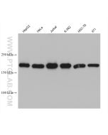 SMARCA4/BRG1 Monoclonal antibody proteintech 66561-1-Ig