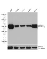 ALDH1A1 Monoclonal antibody proteintech 60171-1-Ig