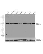 NHE1 Monoclonal antibody proteintech 67363-1-Ig