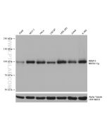 RBM15 Monoclonal antibody proteintech 66059-1-Ig