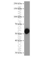 FMO2 Monoclonal antibody proteintech 67019-1-Ig