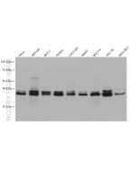 ERK1/2 Monoclonal antibody proteintech 60929-1-Ig