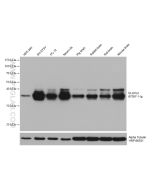 ELAVL2 Monoclonal antibody proteintech 67097-1-Ig