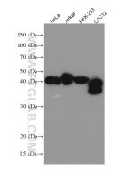 MBNL1 Monoclonal antibody proteintech 66837-1-Ig