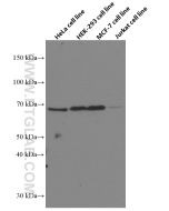 GRASP65,GORASP1 Monoclonal antibody proteintech 66651-1-Ig