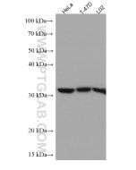 RACK1; GNB2L1 Monoclonal antibody proteintech 66940-1-Ig