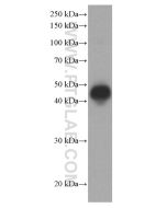 CD40 Monoclonal antibody proteintech 66965-1-Ig