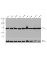 PGAM1 Monoclonal antibody proteintech 67470-1-Ig