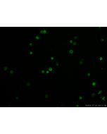 CoraLite? Plus 488 Anti-Human CD45 (2D1) proteintech CL488-65082