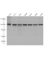 SFPQ Monoclonal antibody proteintech 67129-1-Ig