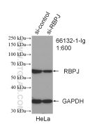 RBPJ Monoclonal antibody proteintech 66132-1-Ig