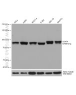 STAT4 Monoclonal antibody proteintech 67568-2-Ig