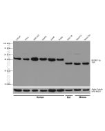 TBP Monoclonal antibody proteintech 66166-1-Ig