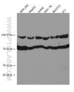 ANAPC5 Monoclonal antibody proteintech 67348-1-Ig