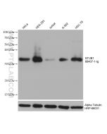 STUB1 Monoclonal antibody proteintech 68407-1-Ig