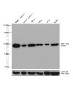 DDX54 Monoclonal antibody proteintech 66664-1-Ig
