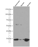 Prohibitin Monoclonal antibody proteintech 60092-1-Ig