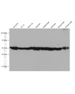 TUBB3-specific/TUJ1 Monoclonal antibody proteintech 66375-1-Ig