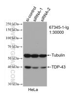 TDP-43 (C-terminal) Monoclonal antibody proteintech 67345-1-Ig