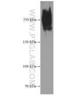 Fibronectin Monoclonal antibody proteintech 66042-1-Ig