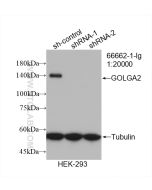 GOLGA2/GM130 Monoclonal antibody proteintech 66662-1-Ig