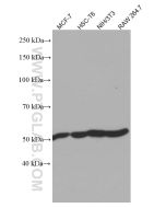 ATP5A1 Monoclonal antibody proteintech 66037-1-Ig