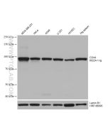 CD44 Monoclonal antibody proteintech 60224-1-Ig