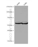 CCT6B Monoclonal antibody proteintech 67961-1-Ig