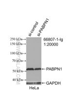 PABPN1 Monoclonal antibody proteintech 66807-1-Ig