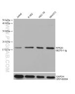 RPS20 Monoclonal antibody proteintech 68270-1-Ig