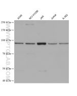 CNTROB Monoclonal antibody proteintech 67061-1-Ig