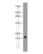 IFITM2-Specific Monoclonal antibody proteintech 66137-1-Ig