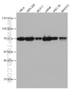 NRF1/nuclear respiratory factor 1 Monoclonal antibody proteintech 66832-1-Ig