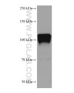 NLGN1 Monoclonal antibody proteintech 66964-1-Ig