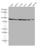 CEP63 Monoclonal antibody proteintech 66996-1-Ig
