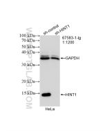 HINT1 Monoclonal antibody proteintech 67583-1-Ig