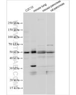 RIPK3 Monoclonal antibody proteintech 68786-2-Ig