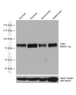 TBR1 Monoclonal antibody proteintech 66564-1-Ig