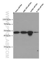 IKBKG Monoclonal antibody proteintech 66460-1-Ig