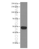 BMP2 Monoclonal antibody proteintech 66383-1-Ig
