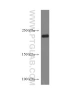 MYH1 Monoclonal antibody proteintech 67299-1-Ig