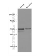 PXR Monoclonal antibody proteintech 67912-1-Ig