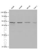 CD38 Monoclonal antibody proteintech 60006-1-Ig