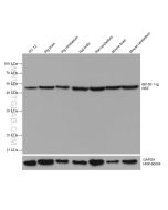 NSE Monoclonal antibody proteintech 66150-1-Ig