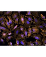 Anti-Mouse CD44 (IM7) proteintech 65117-1-Ig